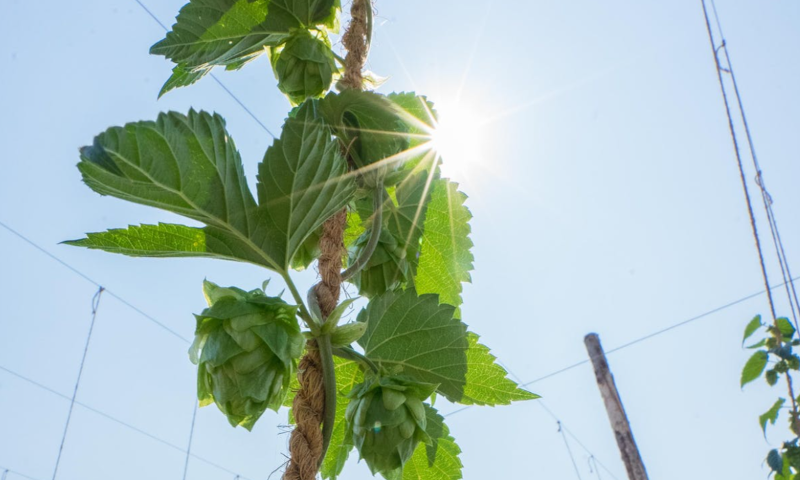 Hoprank in de zon